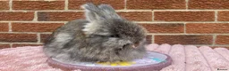 Angora rabbits for sale: Baby angoras - Advert 5