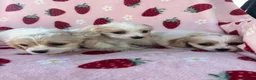 Cavapoo dogs for sale: Cavapoo puppies - Advert 3