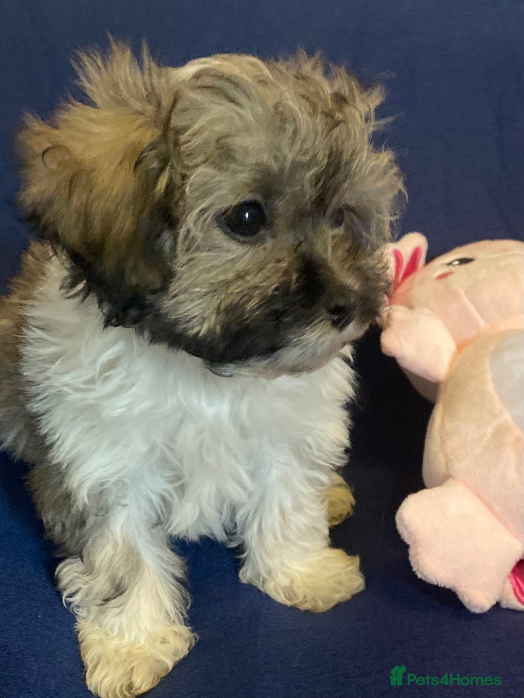 Mixed Breed dogs for sale: Beautiful Shihpoo cross maltese puppies - Image 28