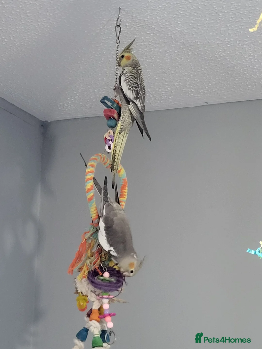 Cockatiels birds for sale: Baby cockatiels - Advert 2