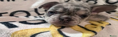 French Bulldog Puppy 2