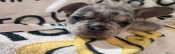 French Bulldog dogs for sale: French Bull Dog Puppies Bitches - Advert 15