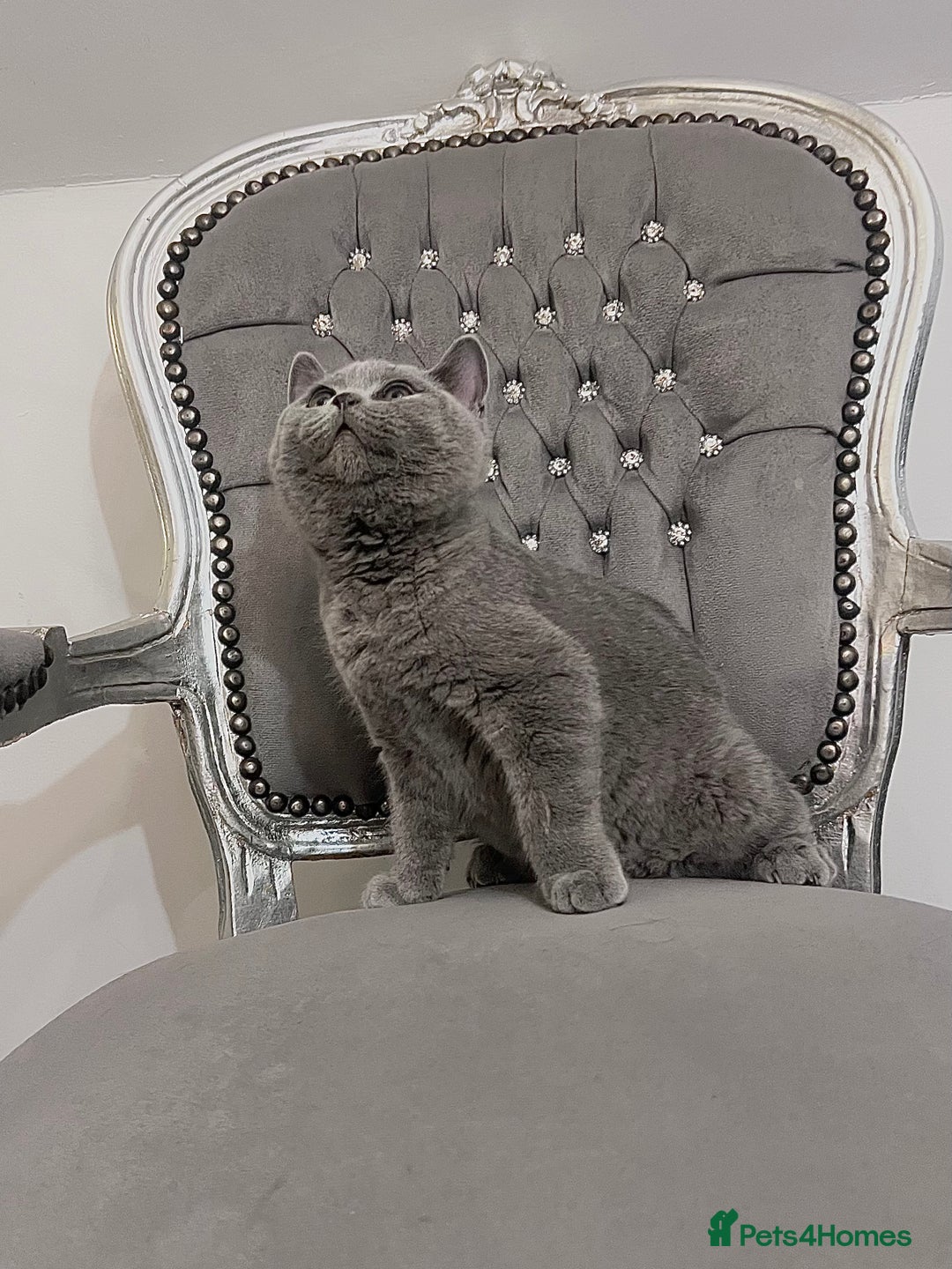British Shorthair cats for sale: British blue shorthaired male & female kitten - Image 19