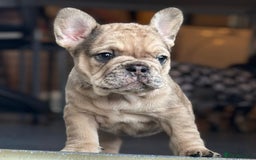 French Bulldog dogs for sale: 3 beautiful French bulldog puppies  - Image 7