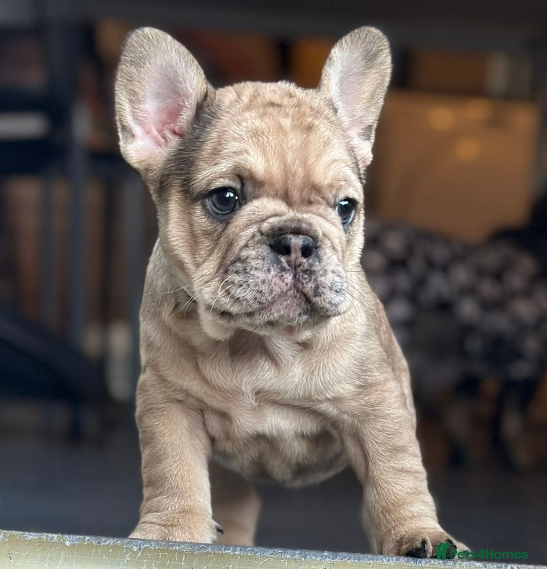 French Bulldog dogs for sale: 3 beautiful French bulldog puppies  - Image 7