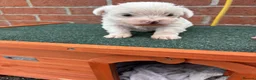 Maltese dogs for sale: maltese girl  in Sheffield - Advert 4
