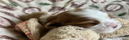 Cavalier King Charles Spaniel dogs for sale: KC Registered Puppies from Health Tested Parents  in Market Rasen - Advert 3