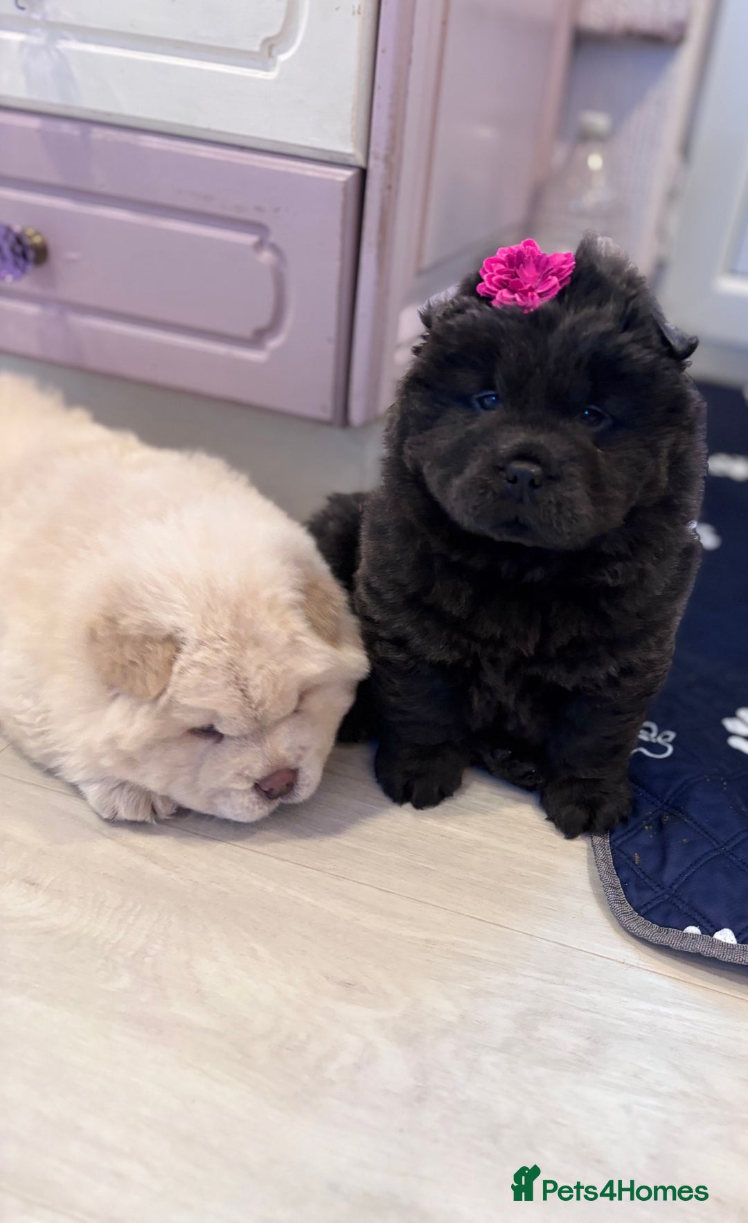 Chow Chow dogs for sale: Blue and Cream carry Tan ChowChow puppies  - Advert 3