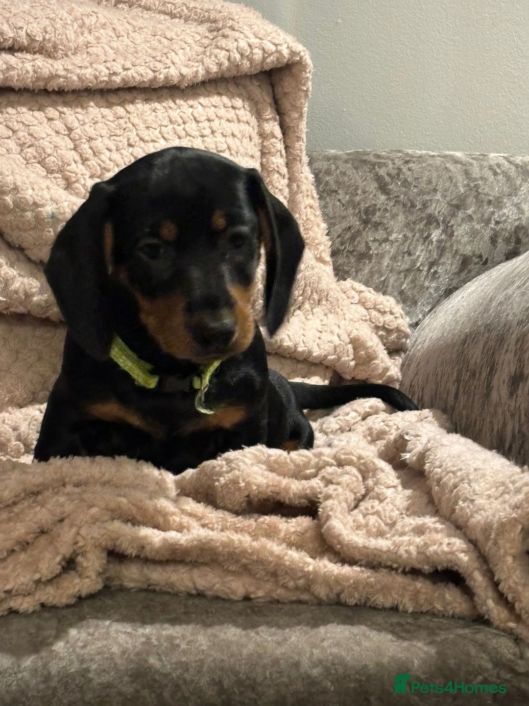 Dachshund dogs for sale: Beautiful standard dachshund litter   - Image 9