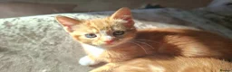 Mixed Breed cats for sale: Maine Coon X Ginger Kittens – 4 Stunning Boys  - Advert 12