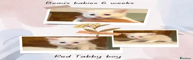Ragdoll Kitten 1