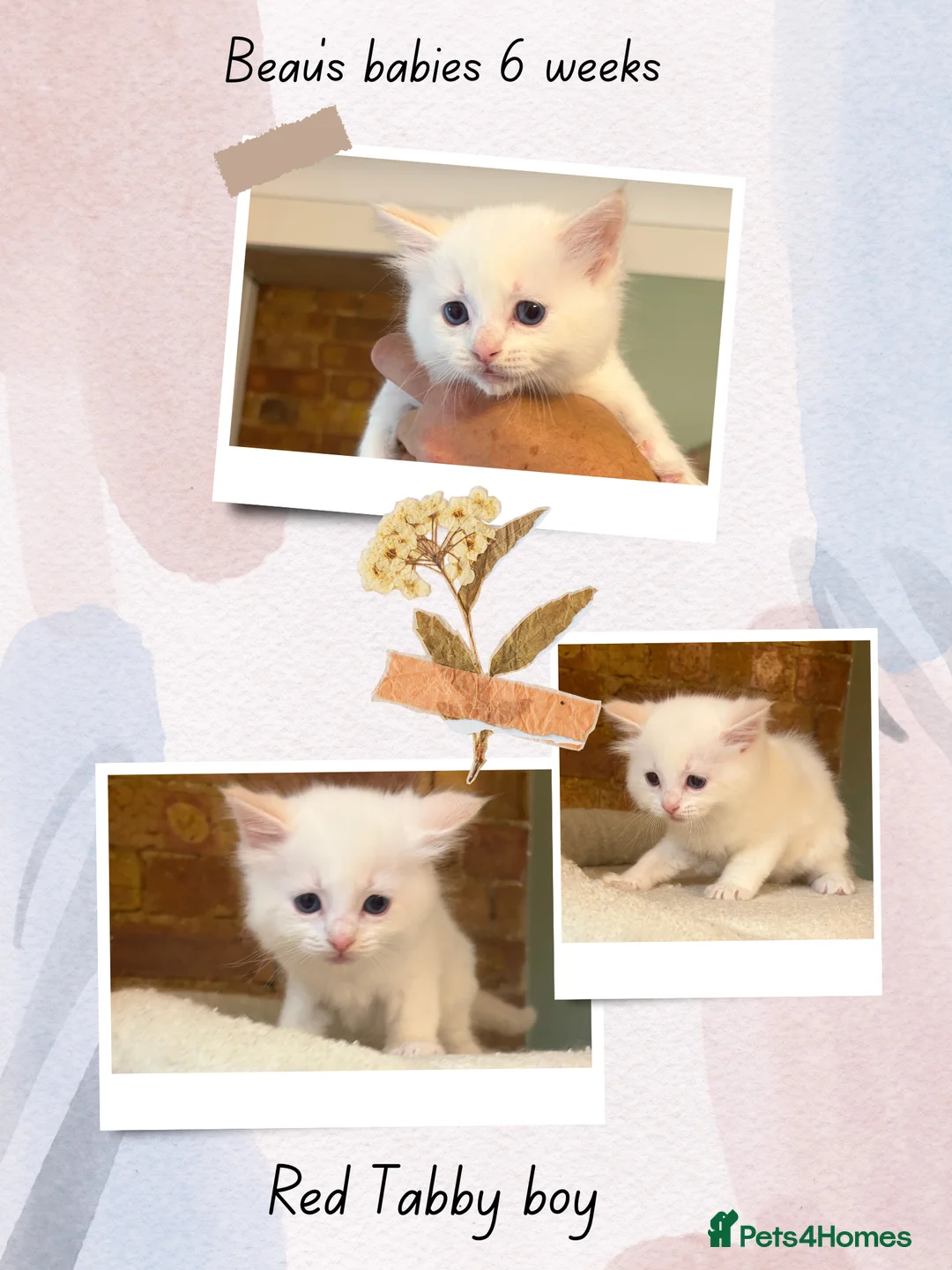 Ragdoll cats for sale: Beautiful pedigree Ragdoll kittens  - Advert 10