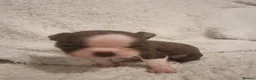 Boston Terrier dogs for sale: Stunning Boston Terrier Puppies - Advert 29