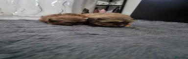 Shih Tzu 2