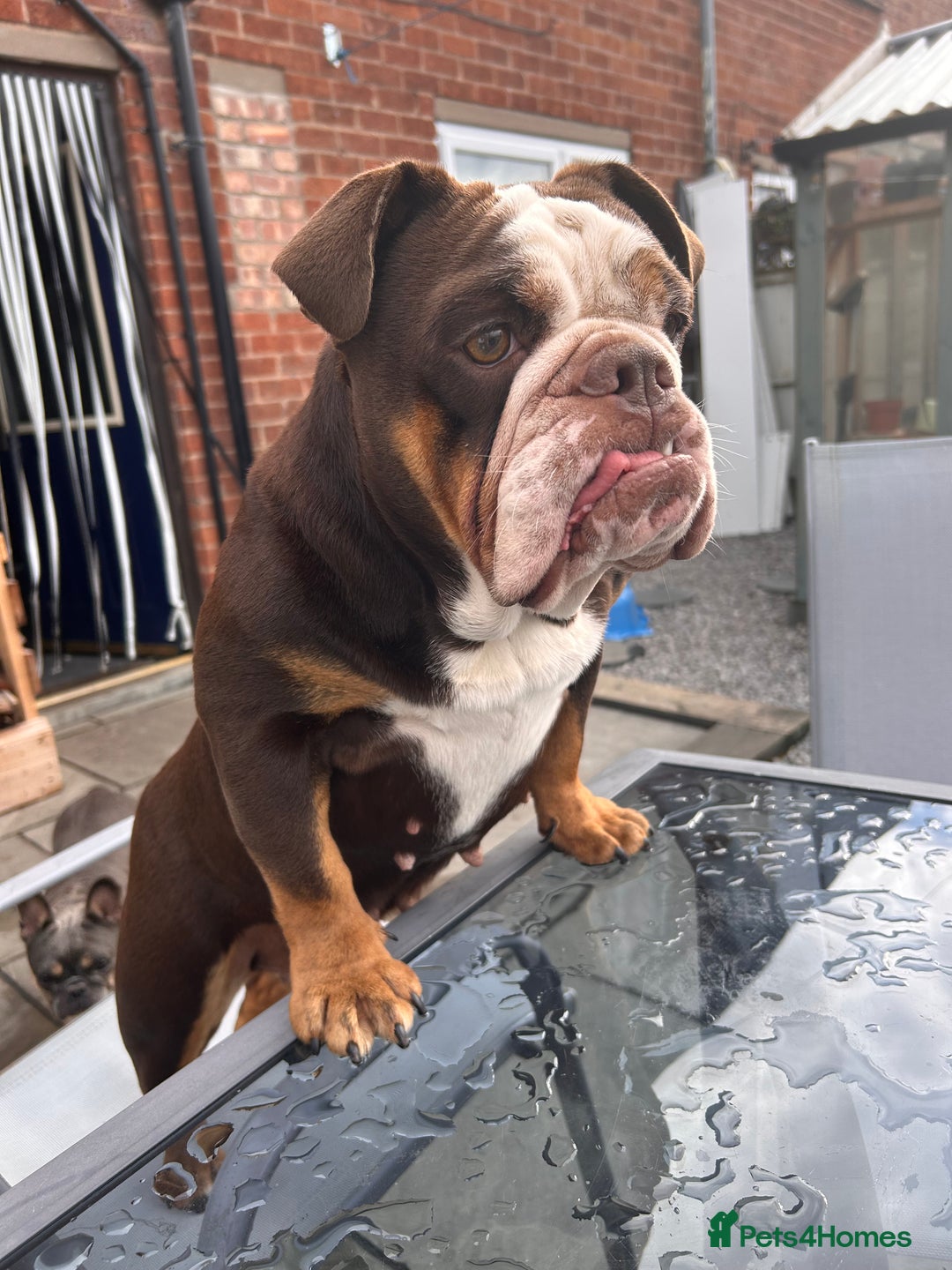 English Bulldog dogs for sale: 1 yr old British Bulldog girl  - Image 3