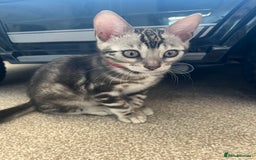Bengal cats for sale: 🐾 TICA REGISTERED, READY TO LEAVE  😍😍 - Image 29