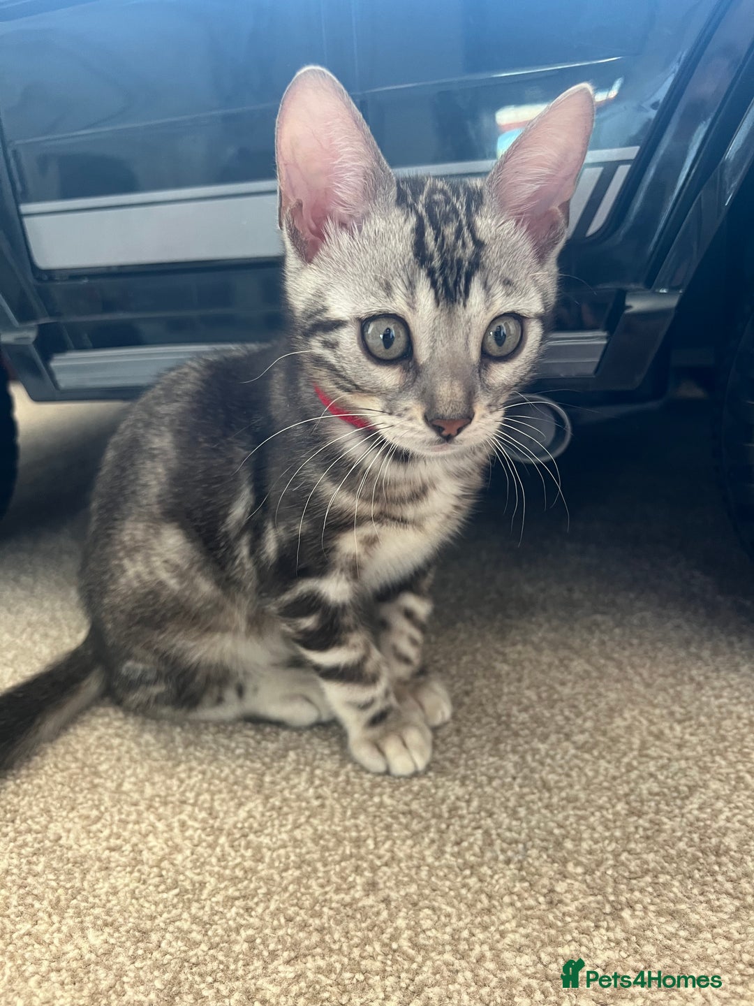 Bengal cats for sale: 🐾 TICA REGISTERED, READY TO LEAVE  😍😍 - Image 29