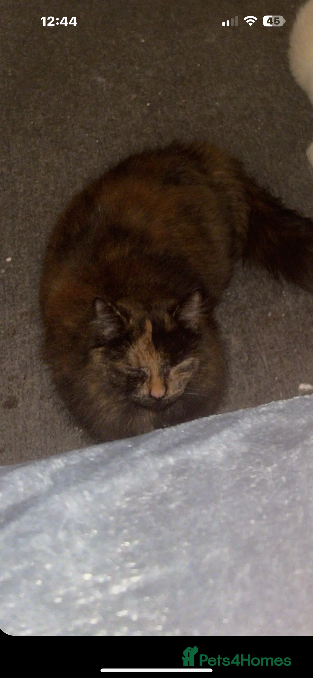 Maine Coon cats for sale: Kittens  - Advert 4