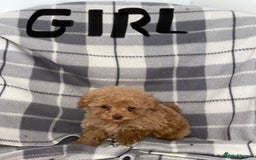 Toy Poodle dogs for sale: KC registered toy poodle puppies - Image 6