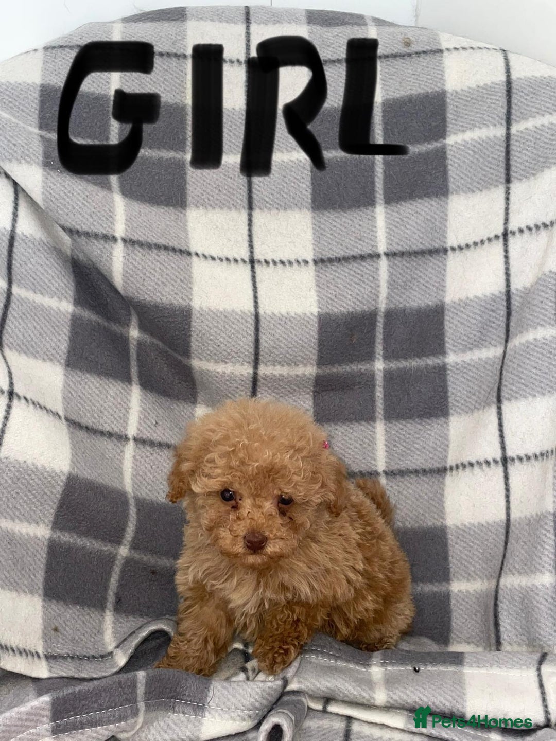 Toy Poodle dogs for sale: KC registered toy poodle puppies - Image 6