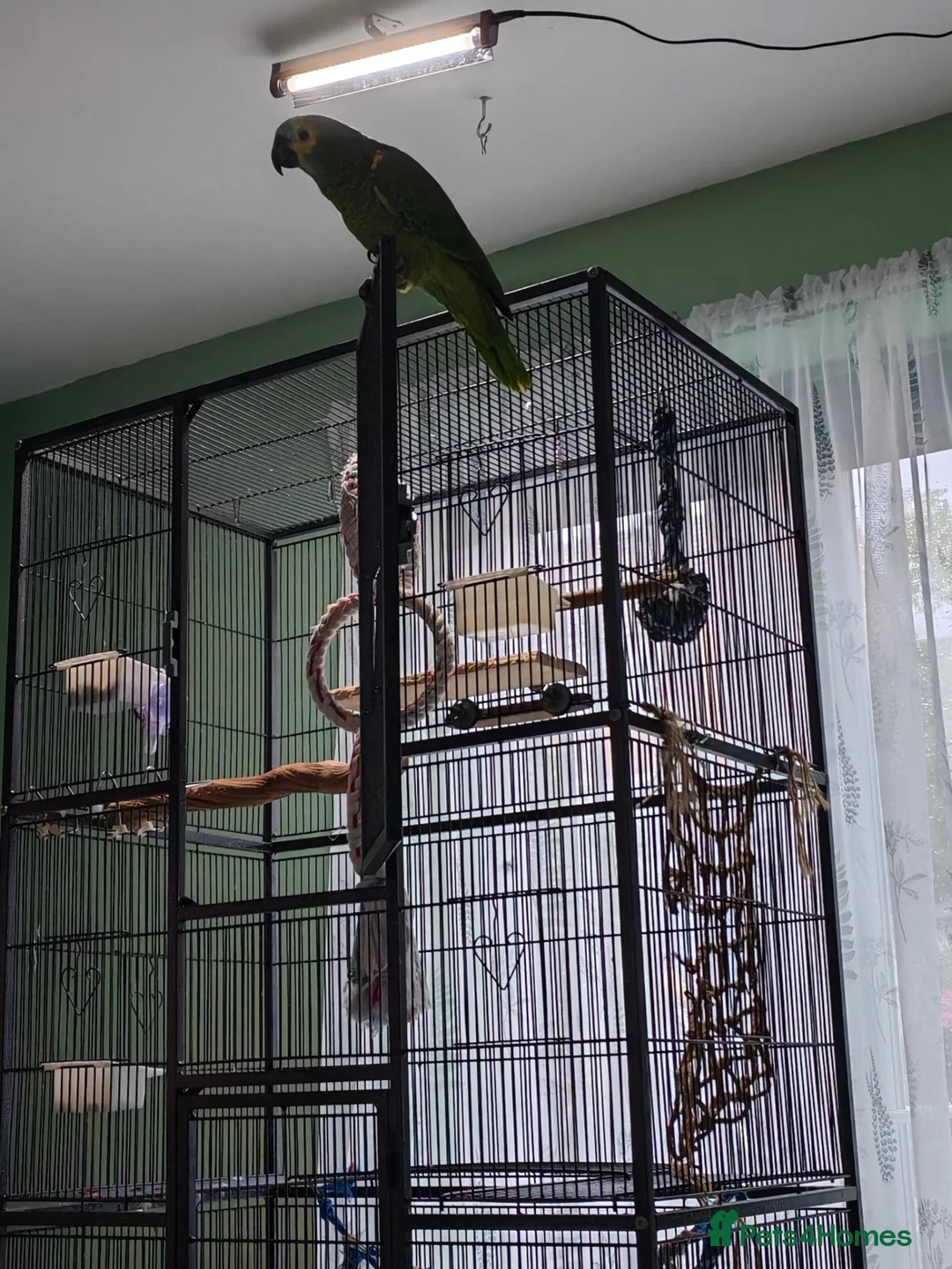 Parrots birds for sale: Amazon parrot Franco - Advert 8