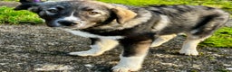 Mixed Breed dogs for sale: READY NOW! Pure Husky x Caucasian Shepherd - Advert 21