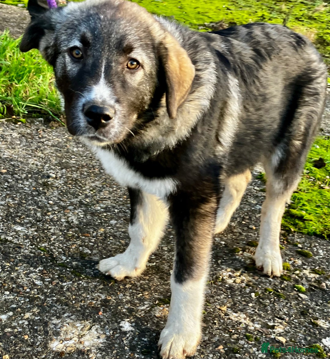 Mixed Breed dogs for sale: READY NOW! Pure Husky x Caucasian Shepherd - Advert 21