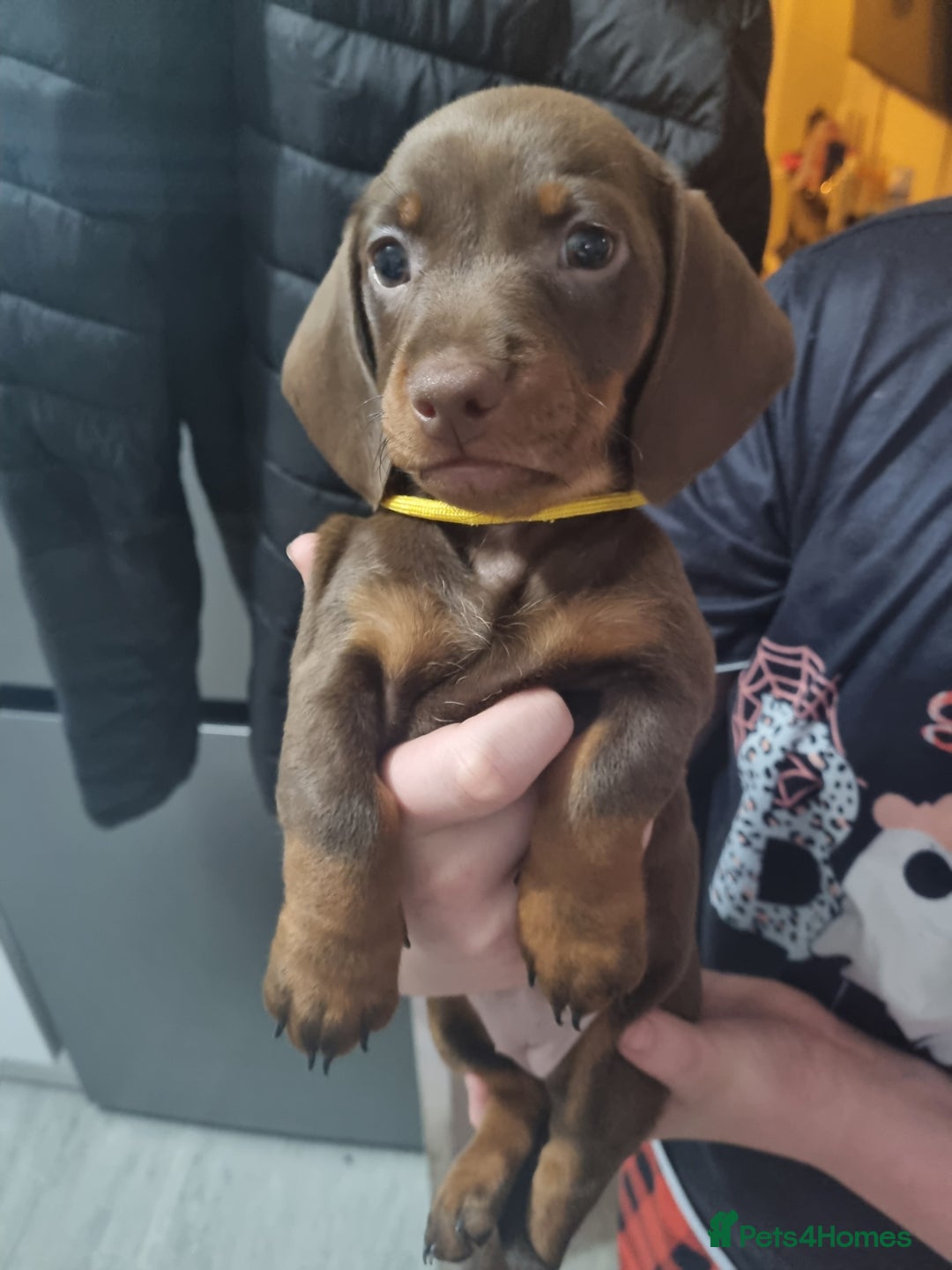 Miniature Dachshund dogs for sale: 6 beautiful miniature Dachshund 7 weeks old - Image 10