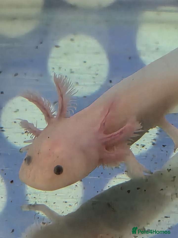 Axolotl reptiles Juvenile axolotls - Advert 5
