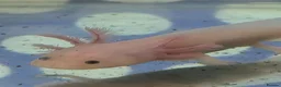 Axolotl reptiles for sale: Juvenile axolotls - Advert 1