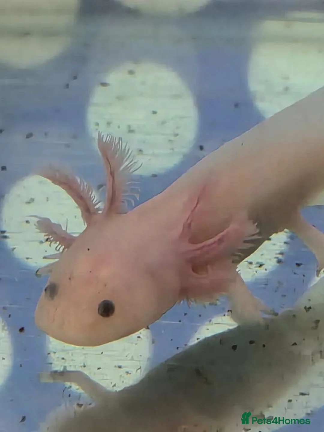 Axolotl reptiles for sale: Juvenile axolotls - Advert 1