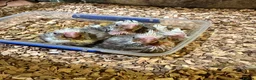 Cockatiels birds for sale: Proven pairs of cockatiels - Advert 6