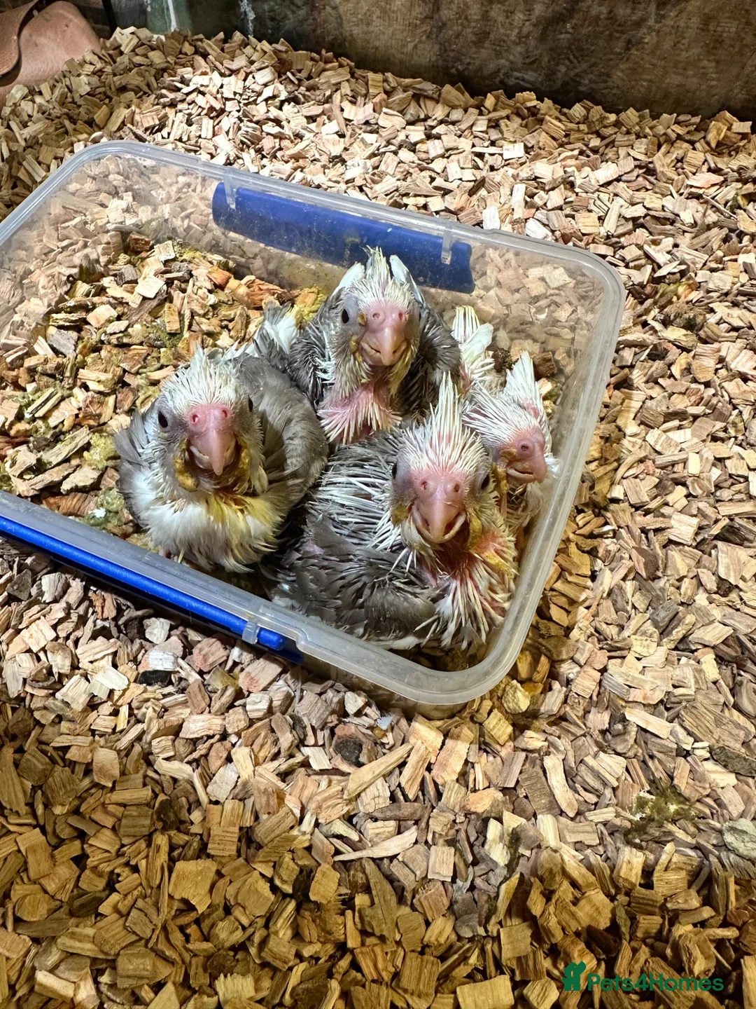 Cockatiels birds for sale: Proven pairs of cockatiels - Advert 6