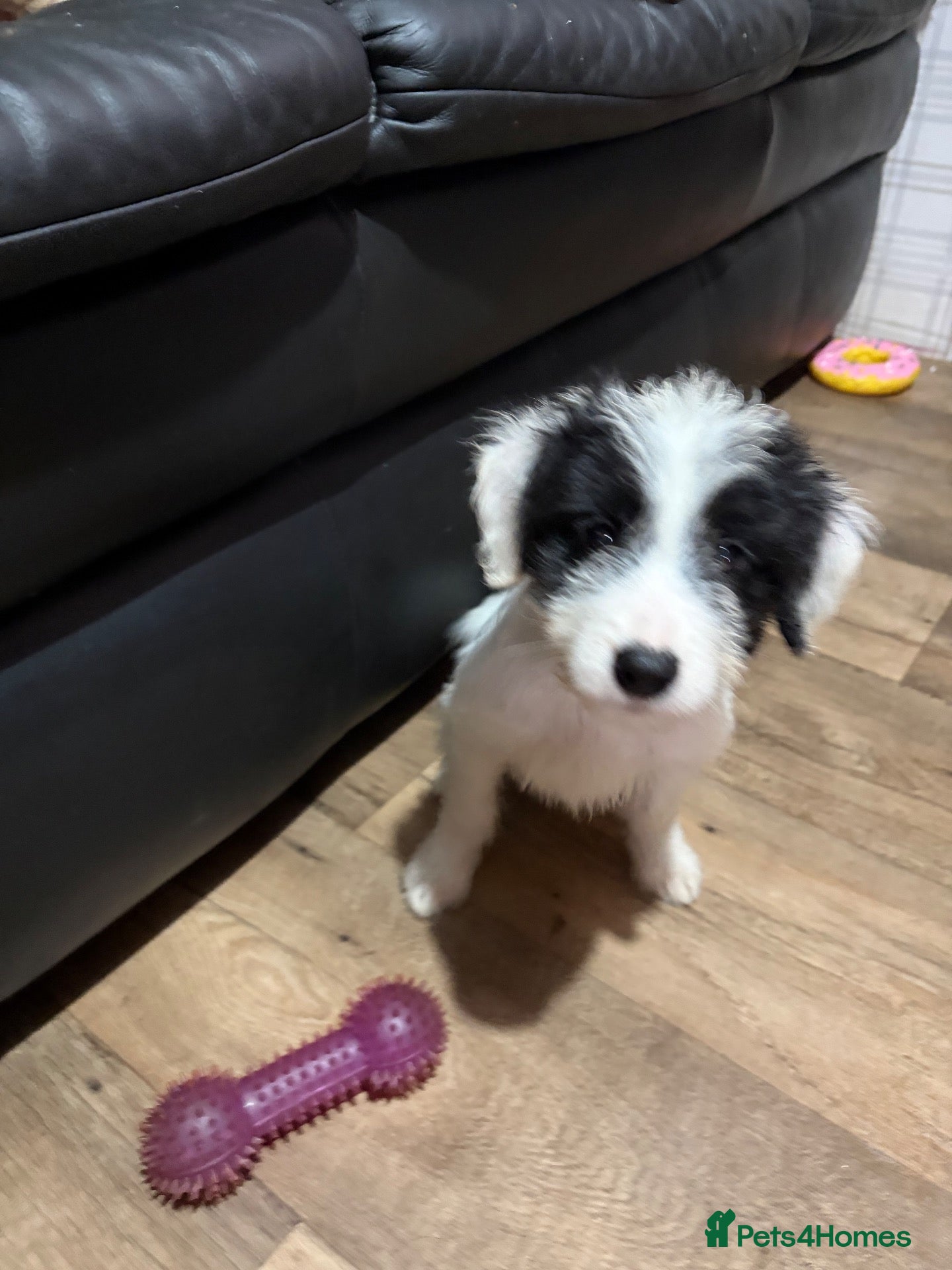 Mixed Breed dogs for sale: Bordoodles ready for there forever homes. - Advert 17