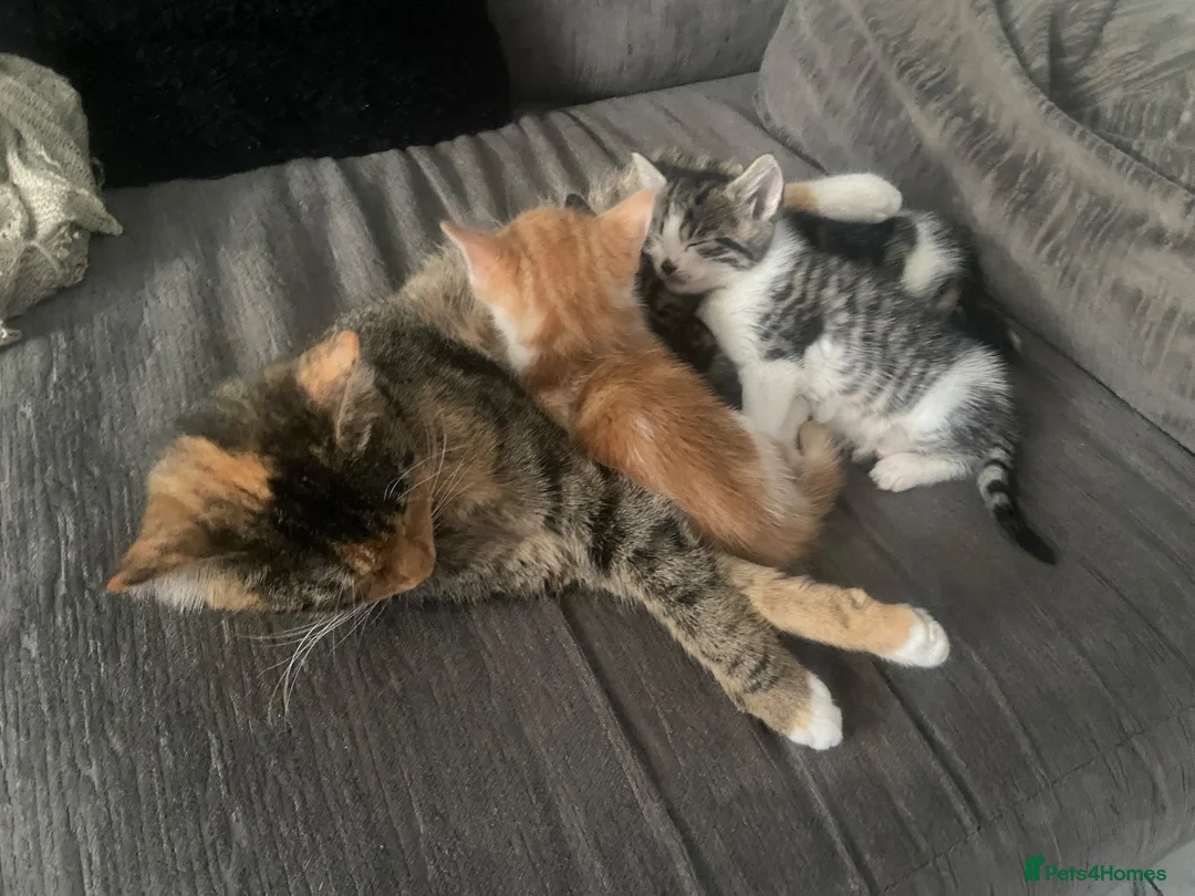 Mixed Breed cats for sale: Gorgeous kittens - Advert 1
