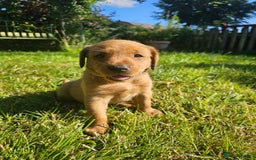 Labrador Retriever dogs for sale: Labrador Puppies  in Watchet - Image 15