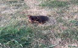 Jack Russell dogs for sale: jack russell Girl puppy for sale  - Image 2