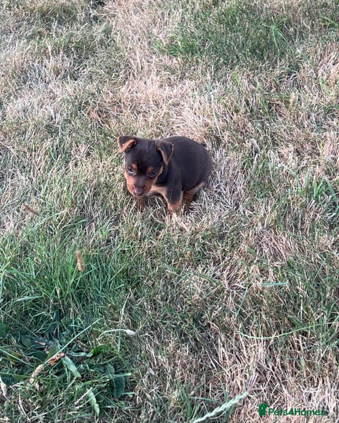 Jack Russell dogs for sale: jack russell Girl puppy for sale  - Image 2