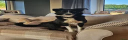 Border Collie dogs for sale: Border collie puppies 3 dogs 2 bitches - Advert 1
