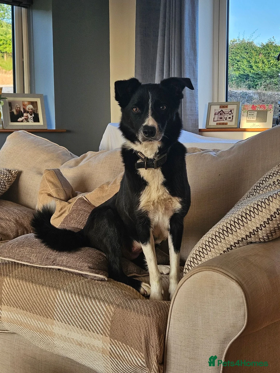 Border Collie dogs for sale: Border collie puppies 3 dogs 2 bitches - Advert 1