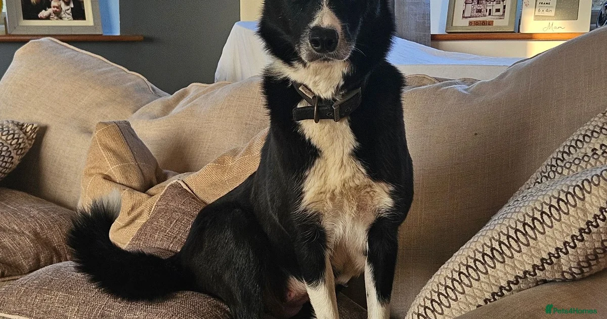 Border Collie Border Collie Puppies For Sale Pets4Homes border-collie-border-collie-puppies-for-sale-pets4homes