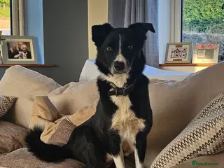 Border Collie dogs Border collie puppies 3 dogs 2 bitches - Advert 3