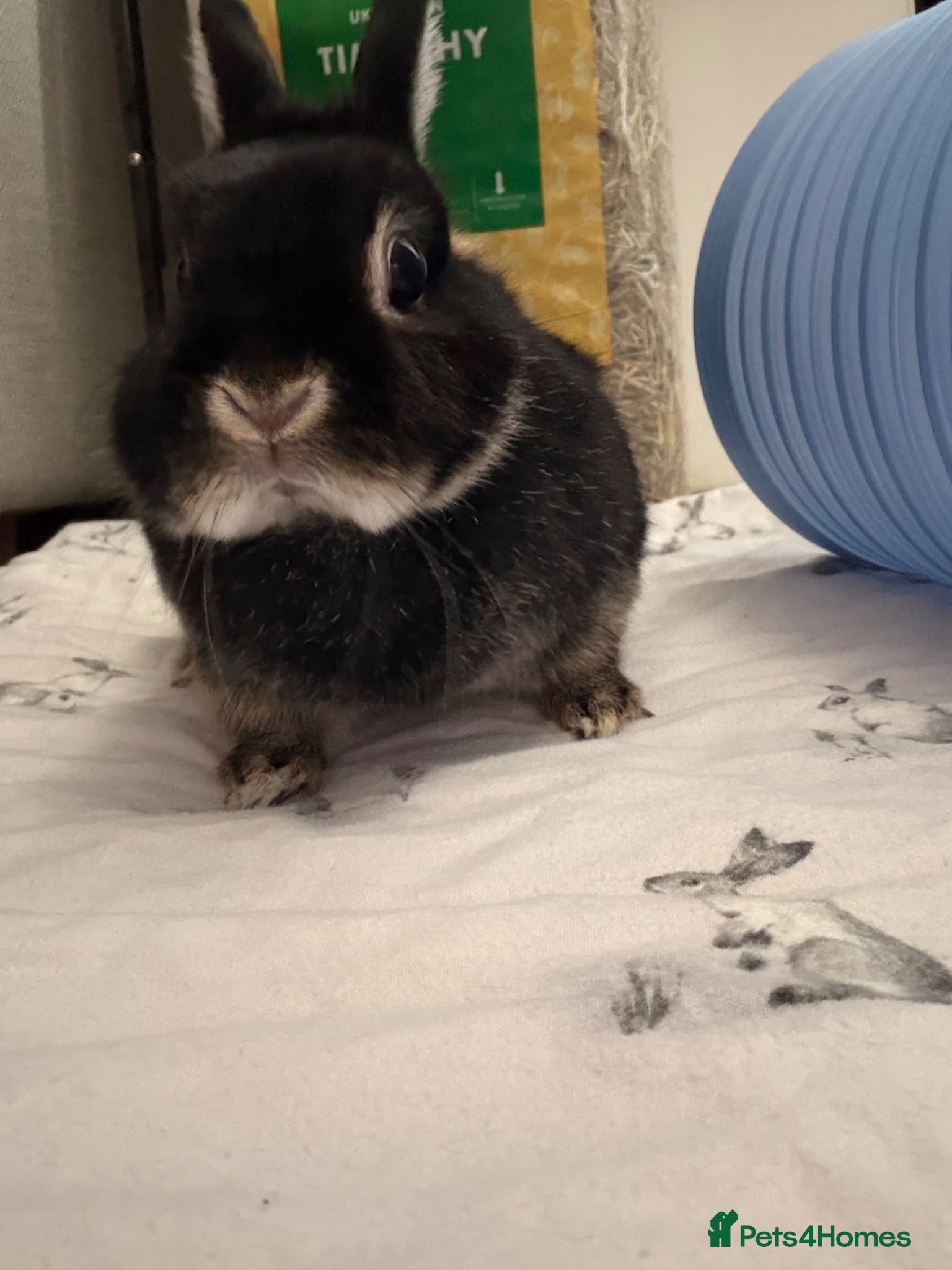 Netherland Dwarf rabbits Foster Bunny looking for forever home - Advert 6