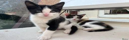 Mixed Breed cats for sale: 4 Gorgeous Ragdoll Cross Kittens - Advert 11
