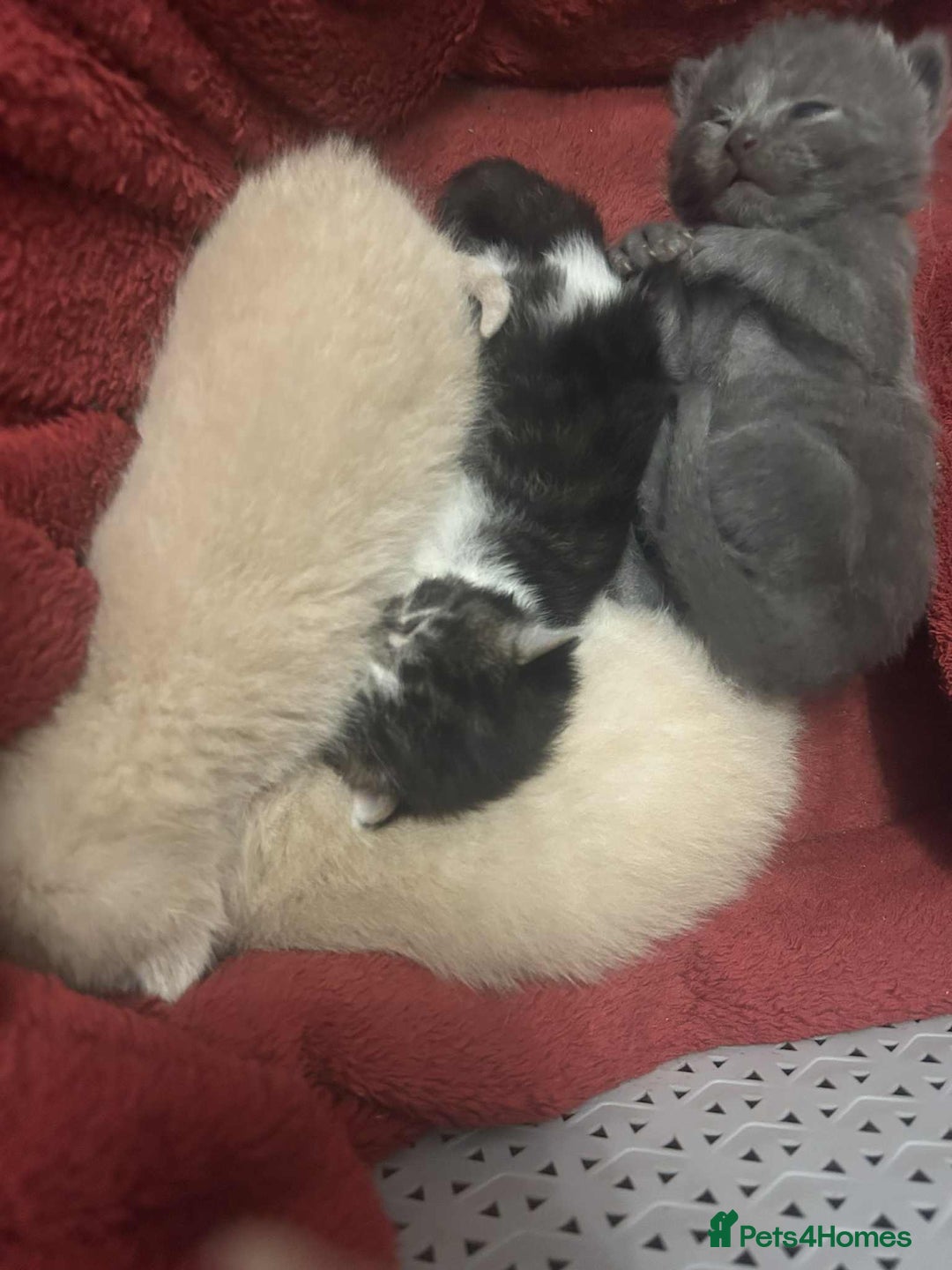 Mixed Breed cats for sale: gorgeous mixed breed kittens  - Image 5