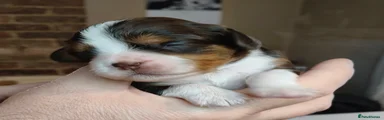 Cavalier King Charles Spaniel Puppy 5