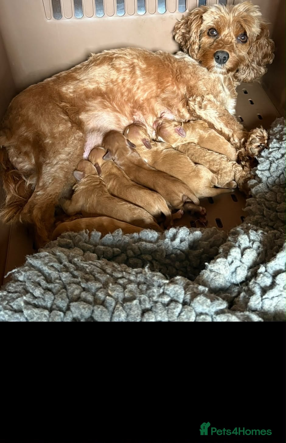 Cavapoo dogs stunning Cavapoo puppies up for sale  - Advert 2