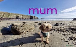 Cavapoo dogs for sale: Toy Cavapoo puppies - Image 26
