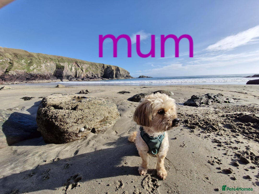 Cavapoo dogs for sale: Toy Cavapoo puppies - Image 26