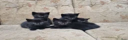 Mixed Breed cats for sale: Kittens for sale  in King's Lynn - Advert 2